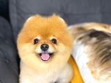 Pomeranian Boo