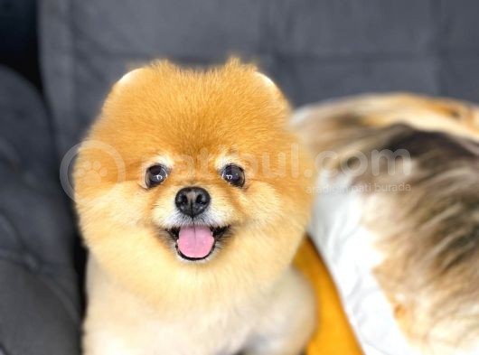 Pomeranian Boo görsel