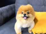 Pomeranian Boo