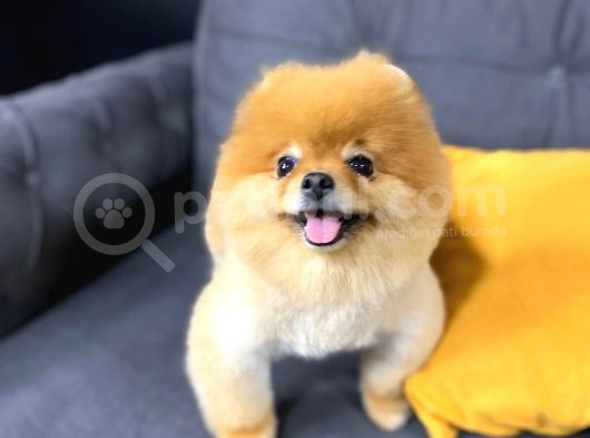 Pomeranian Boo görsel