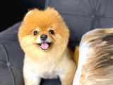 Pomeranian Boo