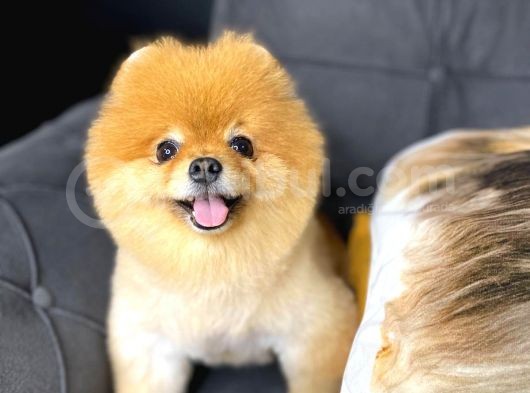Pomeranian Boo görsel