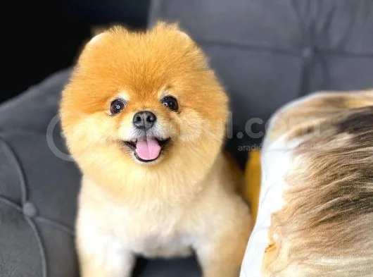Pomeranian Boo