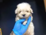 Maltesse Terrier
