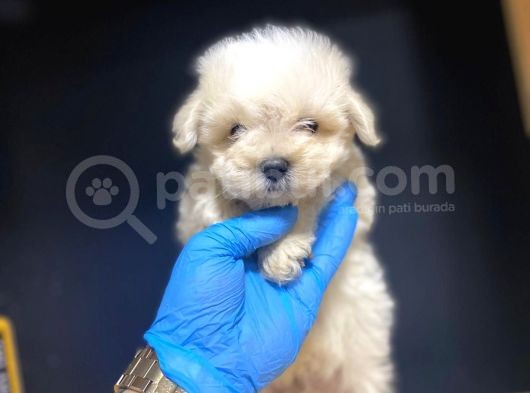 Maltesse Terrier görsel