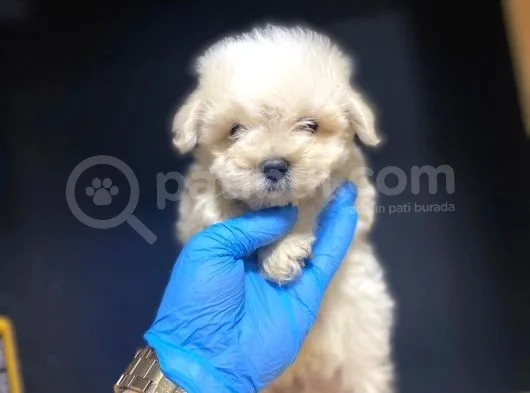 Maltesse Terrier