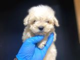 Maltesse Terrier
