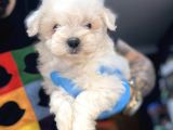 Maltesse Terrier