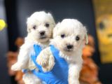 Maltesse Terrier