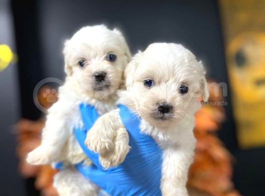 Maltesse Terrier görsel
