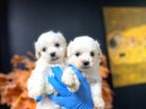 Maltesse Terrier