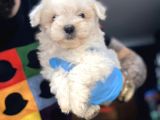 Maltesse Terrier
