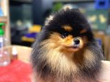 Pomeranian Boo