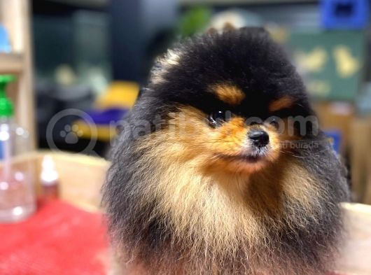 Pomeranian Boo görsel