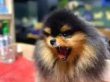 Pomeranian Boo