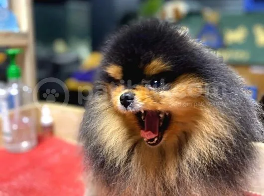 Pomeranian Boo