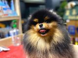 Pomeranian Boo