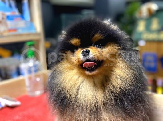 Pomeranian Boo görsel