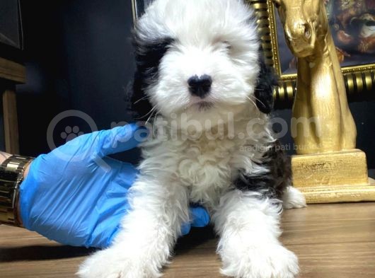 Maltesse Terrier görsel