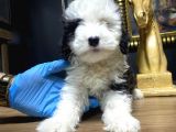Toy Poodle 
