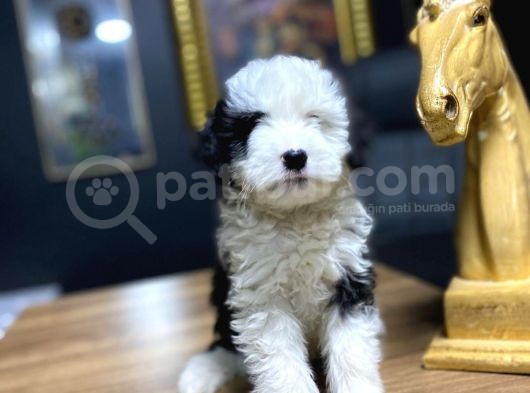Maltesse Terrier görsel