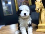 Toy Poodle 