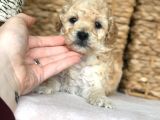 Silver Poodle