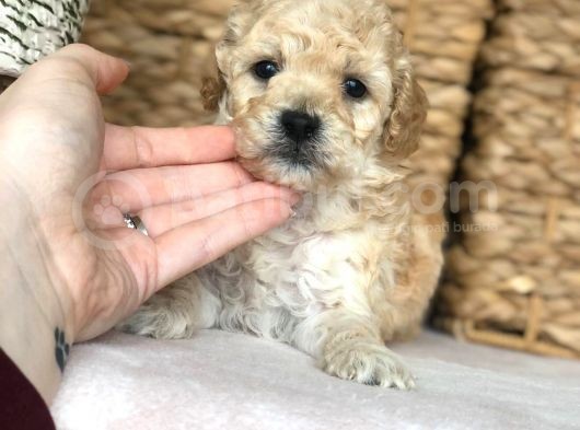 Silver Poodle görsel