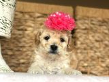 Silver Poodle