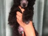 Siyah Poodle