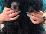Siyah Poodle