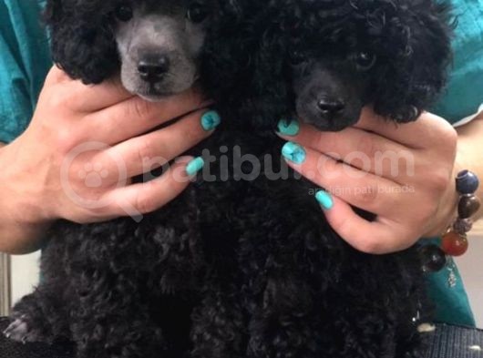 Siyah Poodle görsel