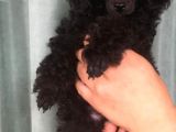Siyah Poodle