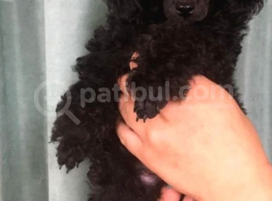 Siyah Poodle görsel