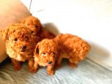 Toy Poodle