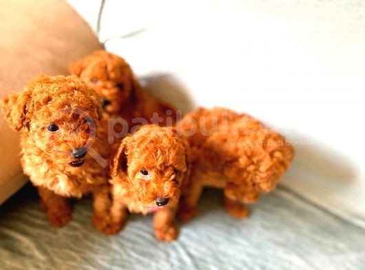 Toy Poodle görsel