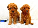 Toy Poodle
