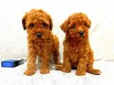 Toy Poodle