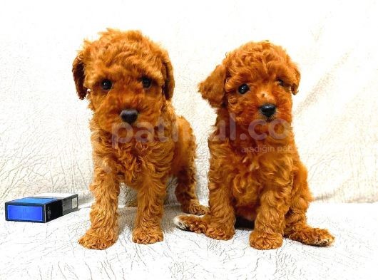 Toy Poodle görsel