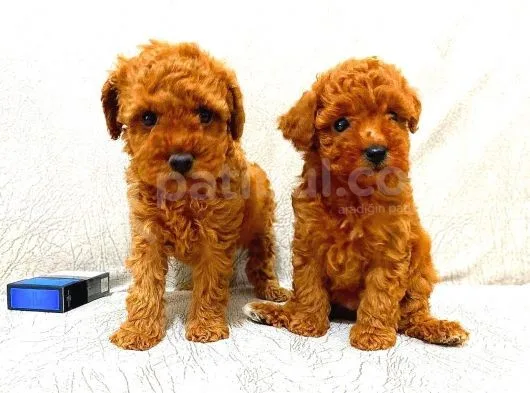 Toy Poodle