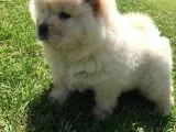 Irk Garantili Orjinal Chow Chow