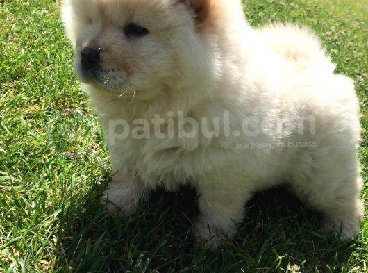 Irk Garantili Orjinal Chow Chow görsel