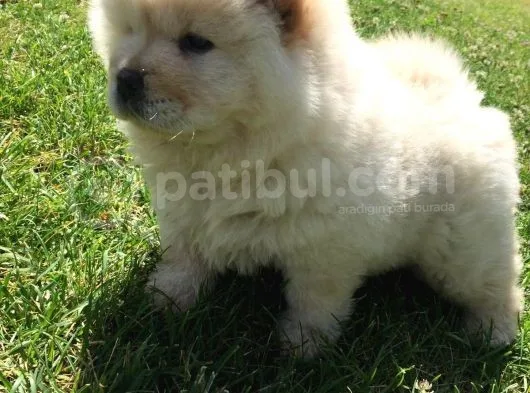 Irk Garantili Orjinal Chow Chow