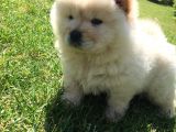 Irk Garantili Orjinal Chow Chow