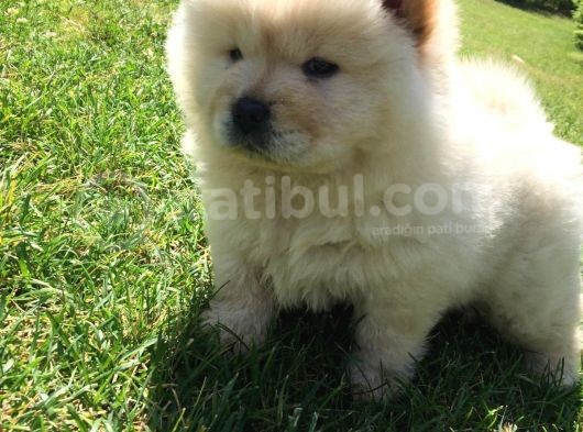 Irk Garantili Orjinal Chow Chow görsel