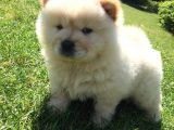 Irk Garantili Orjinal Chow Chow