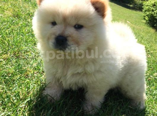 Irk Garantili Orjinal Chow Chow görsel