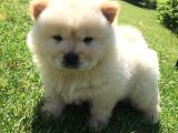 Irk Garantili Orjinal Chow Chow