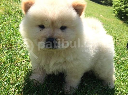 Irk Garantili Orjinal Chow Chow görsel