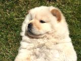 Irk Garantili Orjinal Chow Chow
